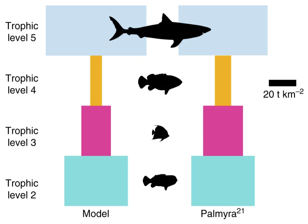 A coral reef food web simplified into trophic levels 2 to 5, with the biomass at each level drawn as a block. Two reefs are compared, a model and Palmyra, and in both the blocks shrink sharply towards the top, which is the energy loss between levels made visible rather than asserted.