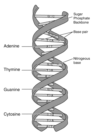 The DNA double helix with its parts named. The sugar-phosphate backbone runs up each side, and the rungs between are base pairs: adenine with thymine, guanine with cytosine. Labels mark the backbone, one base pair and the nitrogenous bases, so the pairing rule can be read straight off the structure.