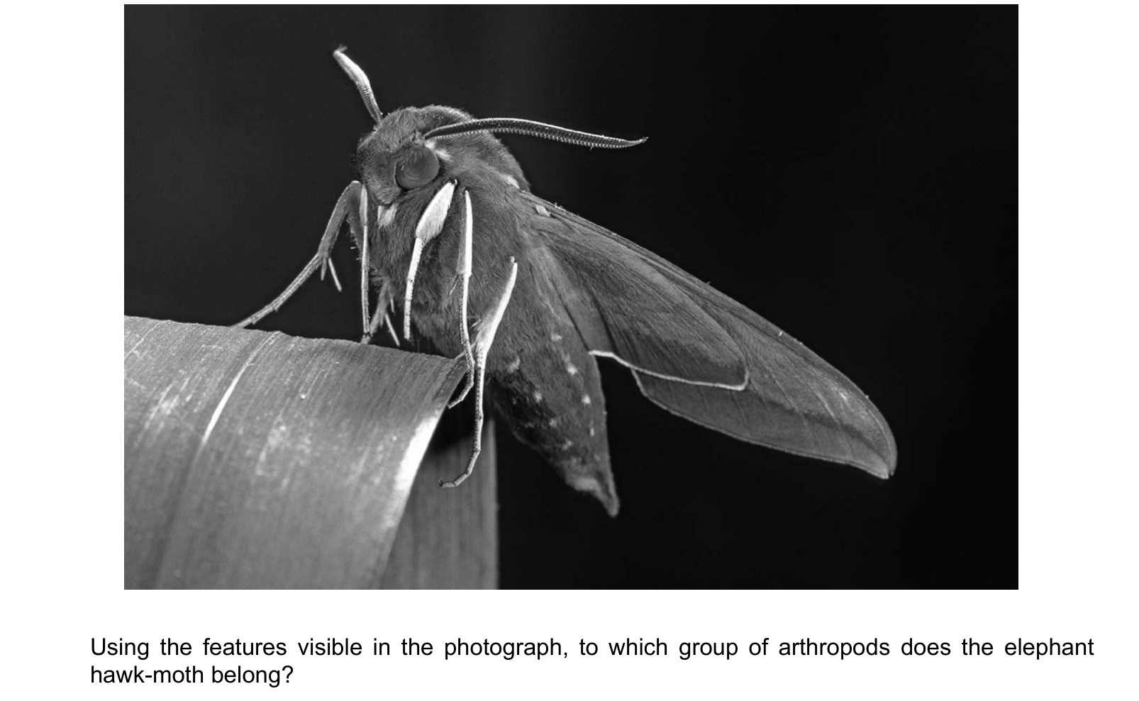 Diagram from the Cambridge Biology 0610 Paper 1 May/June 2024 paper, variant 1, question 2.