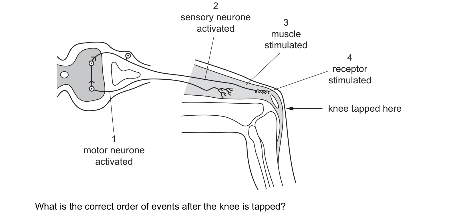 Diagram from the Cambridge Biology 0610 Paper 1 October/November 2019 paper, variant 1, question 22.
