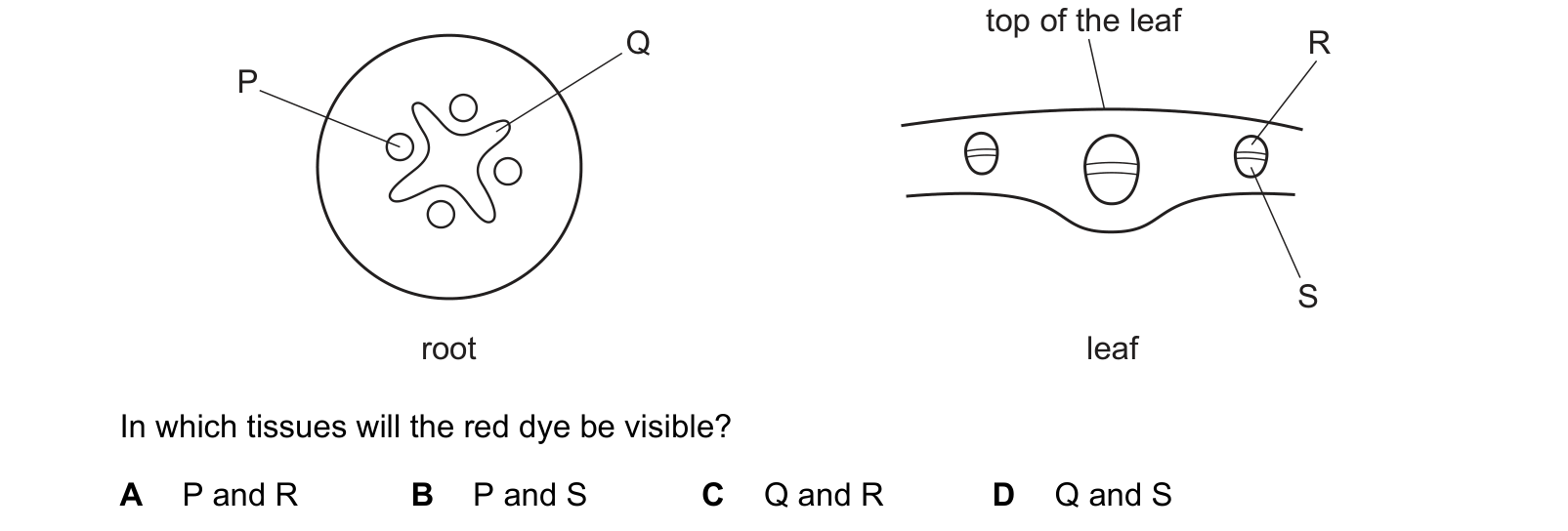 Diagram from the Cambridge Biology 0610 Paper 1 October/November 2022 paper, variant 2, question 7.