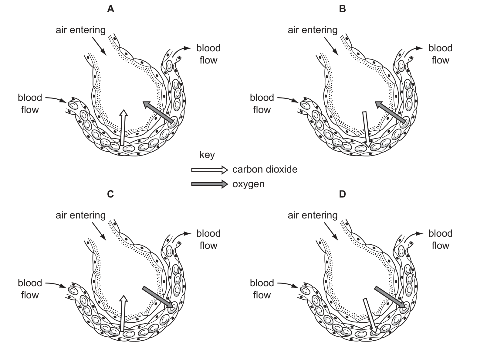 Diagram from the Cambridge Co-ordinated Sciences 0654 Paper 1 May/June 2021 paper, variant 2, question 2.