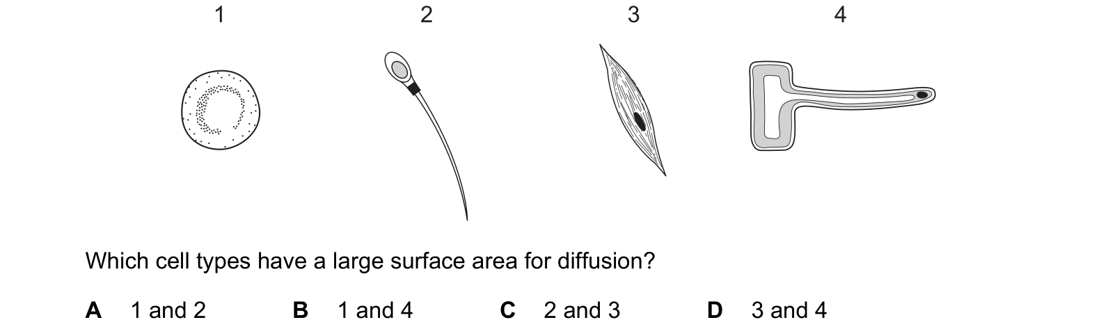 Diagram from the Cambridge Co-ordinated Sciences 0654 Paper 2 May/June 2023 paper, variant 3, question 2.