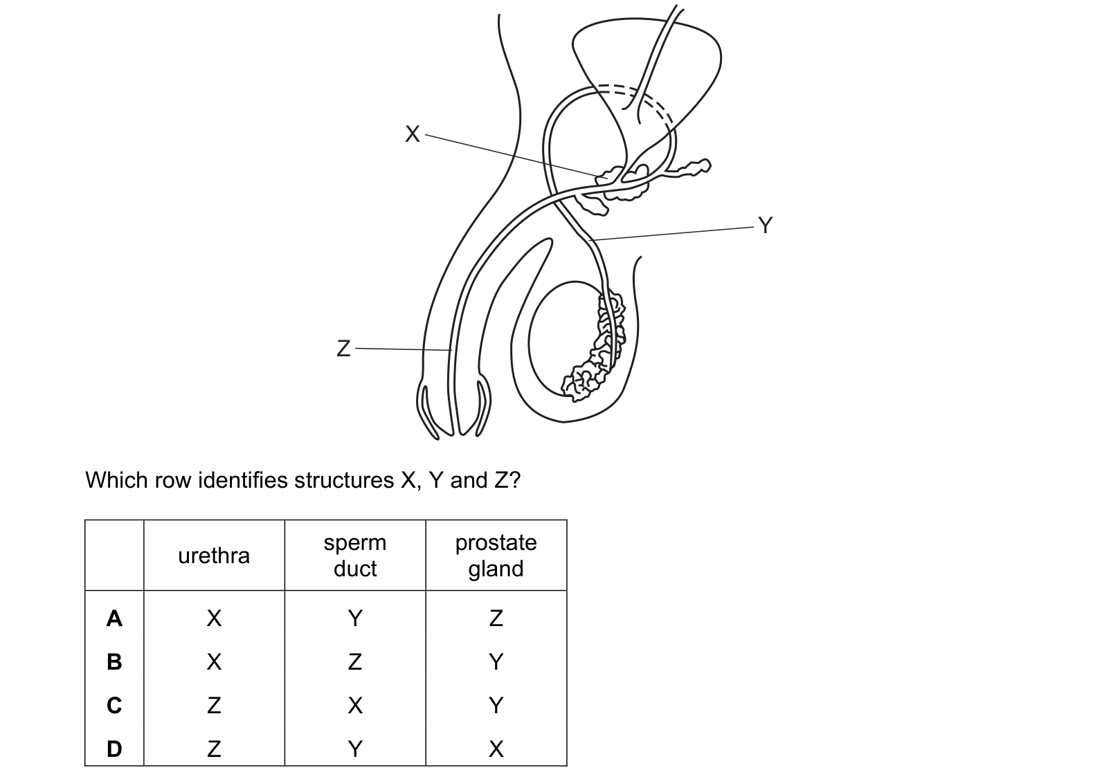 Diagram from the Cambridge Co-ordinated Sciences 0654 Paper 2 May/June 2024 paper, variant 2, question 10.