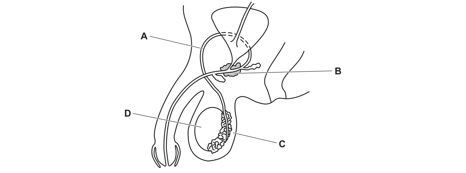 Diagram from the Cambridge Co-ordinated Sciences 0654 Paper 1 October/November 2020 paper, variant 3, question 10.