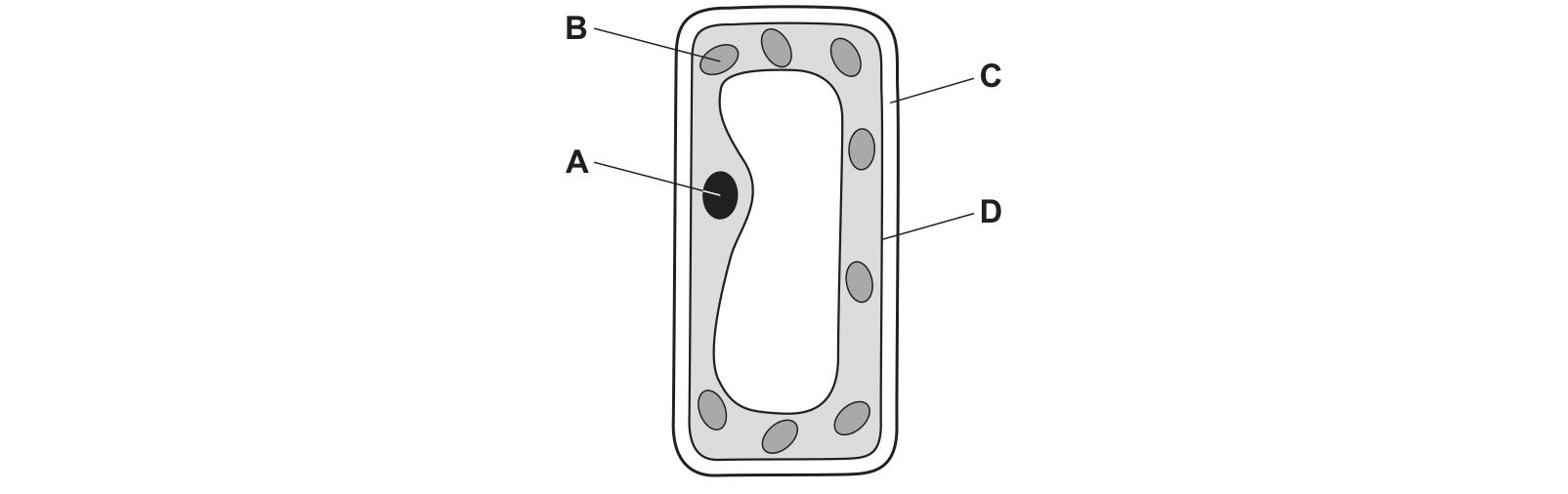 Diagram from the Cambridge Co-ordinated Sciences 0654 Paper 1 October/November 2022 paper, variant 3, question 2.