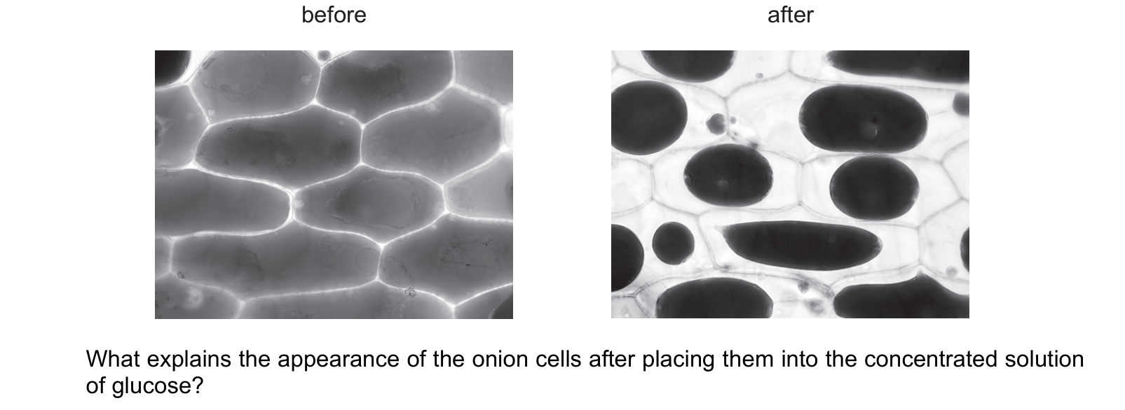 Diagram from the Cambridge Co-ordinated Sciences 0654 Paper 1 October/November 2024 paper, variant 1, question 2.