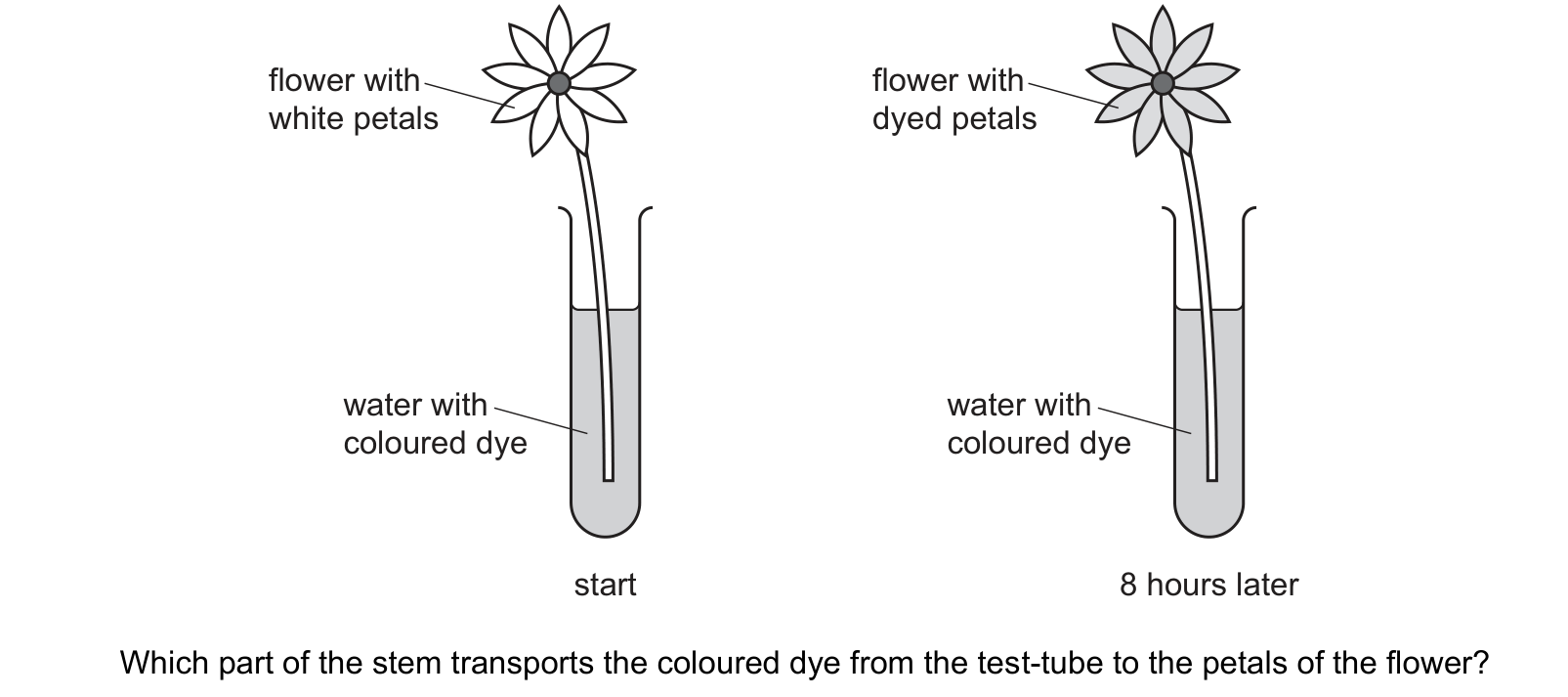 Diagram from the Cambridge Co-ordinated Sciences 0654 Paper 1 October/November 2024 paper, variant 2, question 7.