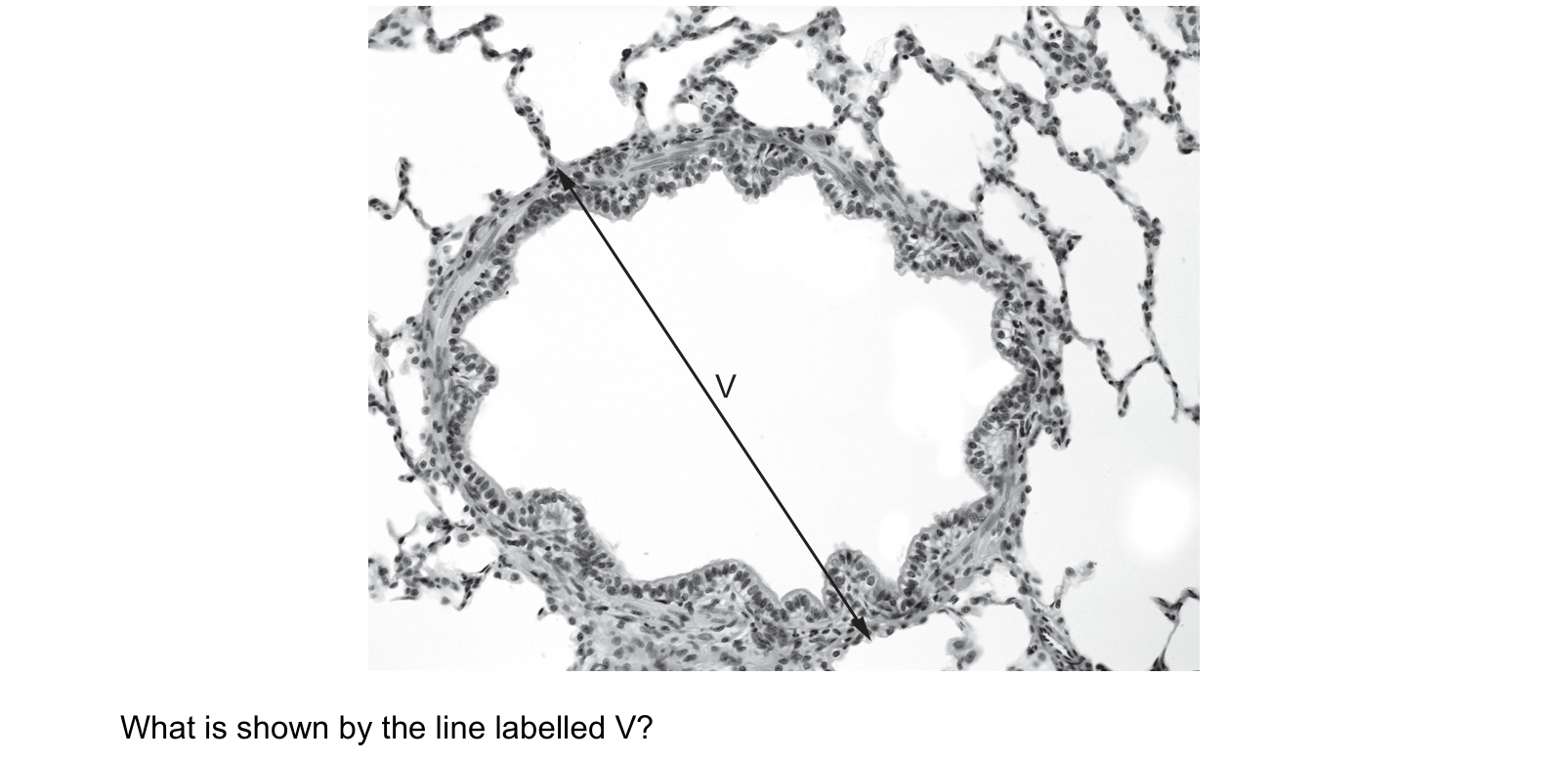 Diagram from the Cambridge Biology 9700 Paper 1 February/March 2022 paper, variant 2, question 36.