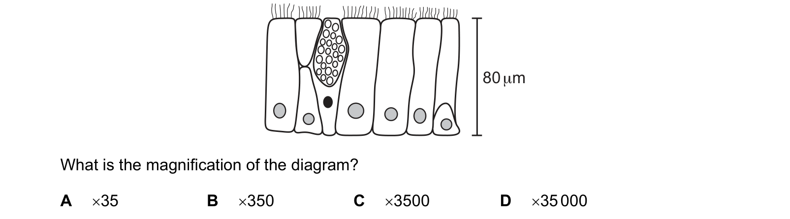 Diagram from the Cambridge Biology 9700 Paper 1 May/June 2022 paper, variant 3, question 1.