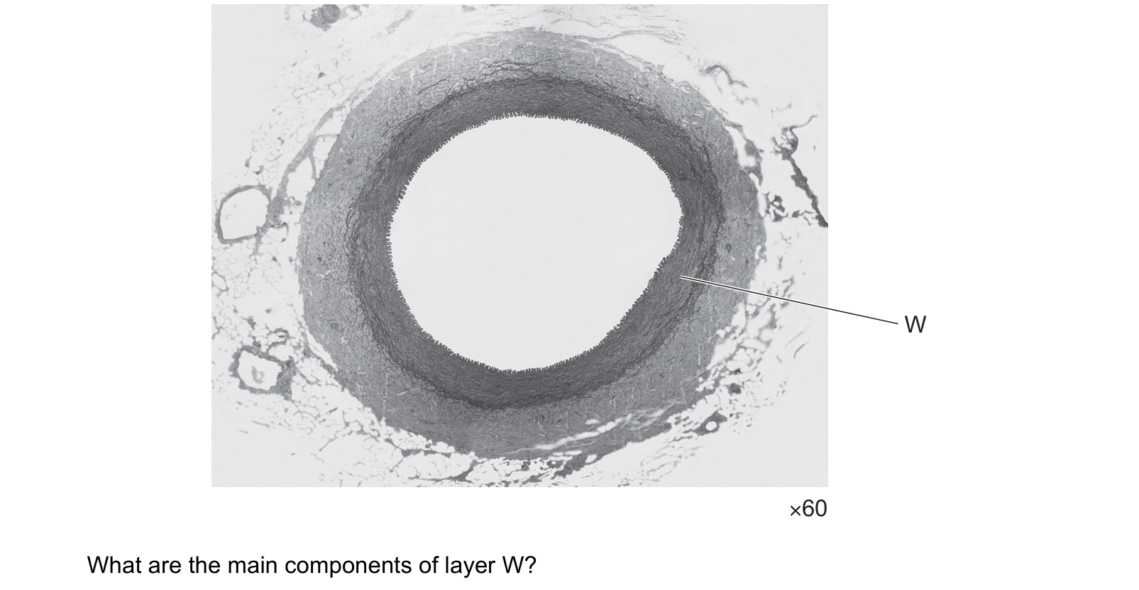 Diagram from the Cambridge Biology 9700 Paper 1 May/June 2022 paper, variant 3, question 30.