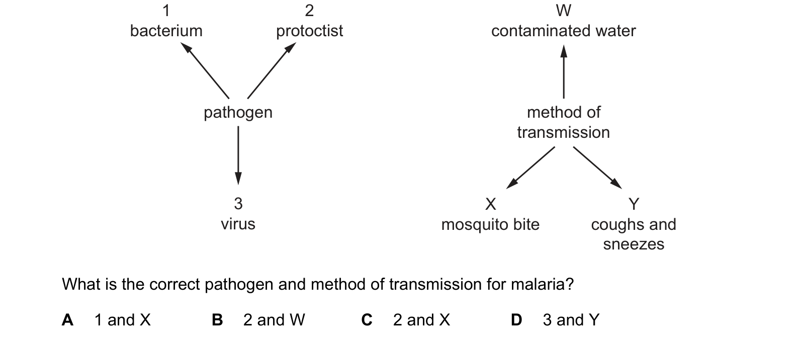 Diagram from the Cambridge Biology 9700 Paper 1 May/June 2023 paper, variant 1, question 36.