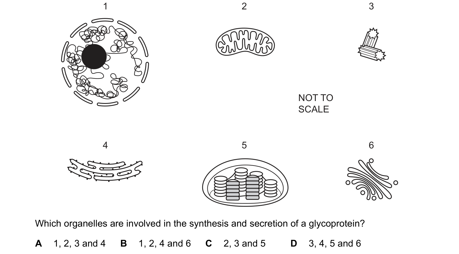 Diagram from the Cambridge Biology 9700 Paper 1 May/June 2023 paper, variant 2, question 2.