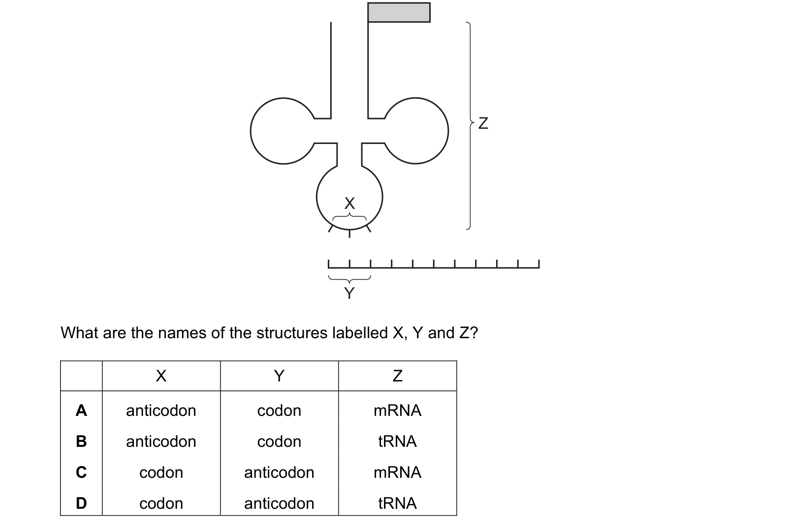 Diagram from the Cambridge Biology 9700 Paper 1 May/June 2023 paper, variant 2, question 24.