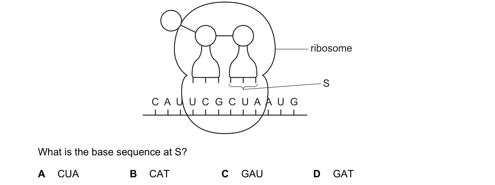 Diagram from the Cambridge Biology 9700 Paper 1 May/June 2023 paper, variant 3, question 26.
