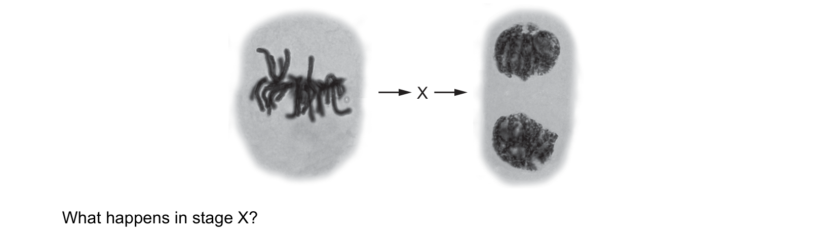 Diagram from the Cambridge Biology 9700 Paper 1 May/June 2024 paper, variant 1, question 18.