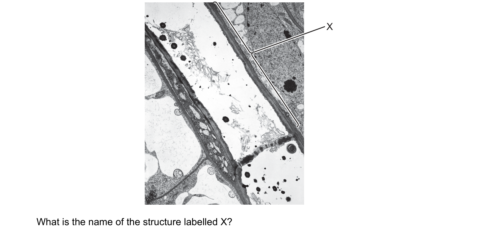 Diagram from the Cambridge Biology 9700 Paper 1 May/June 2024 paper, variant 1, question 24.