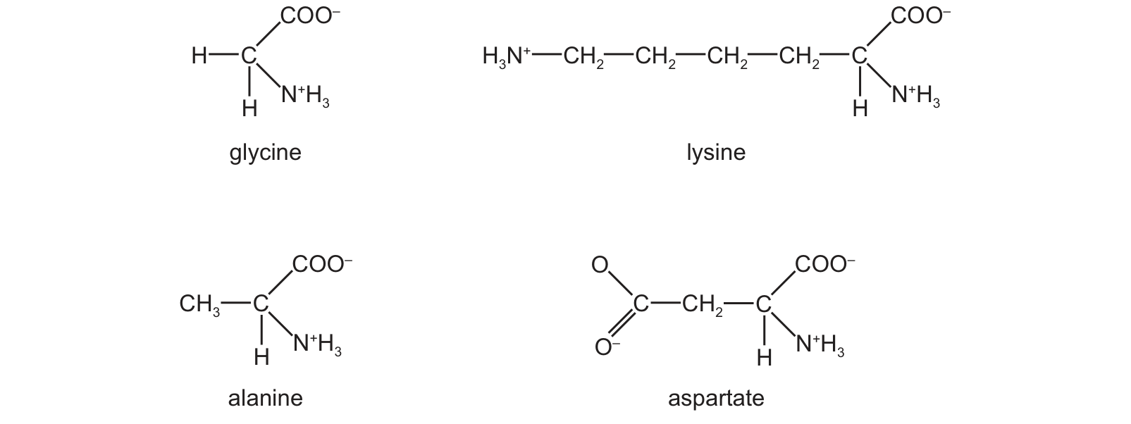 Diagram from the Cambridge Biology 9700 Paper 1 May/June 2024 paper, variant 1, question 6.