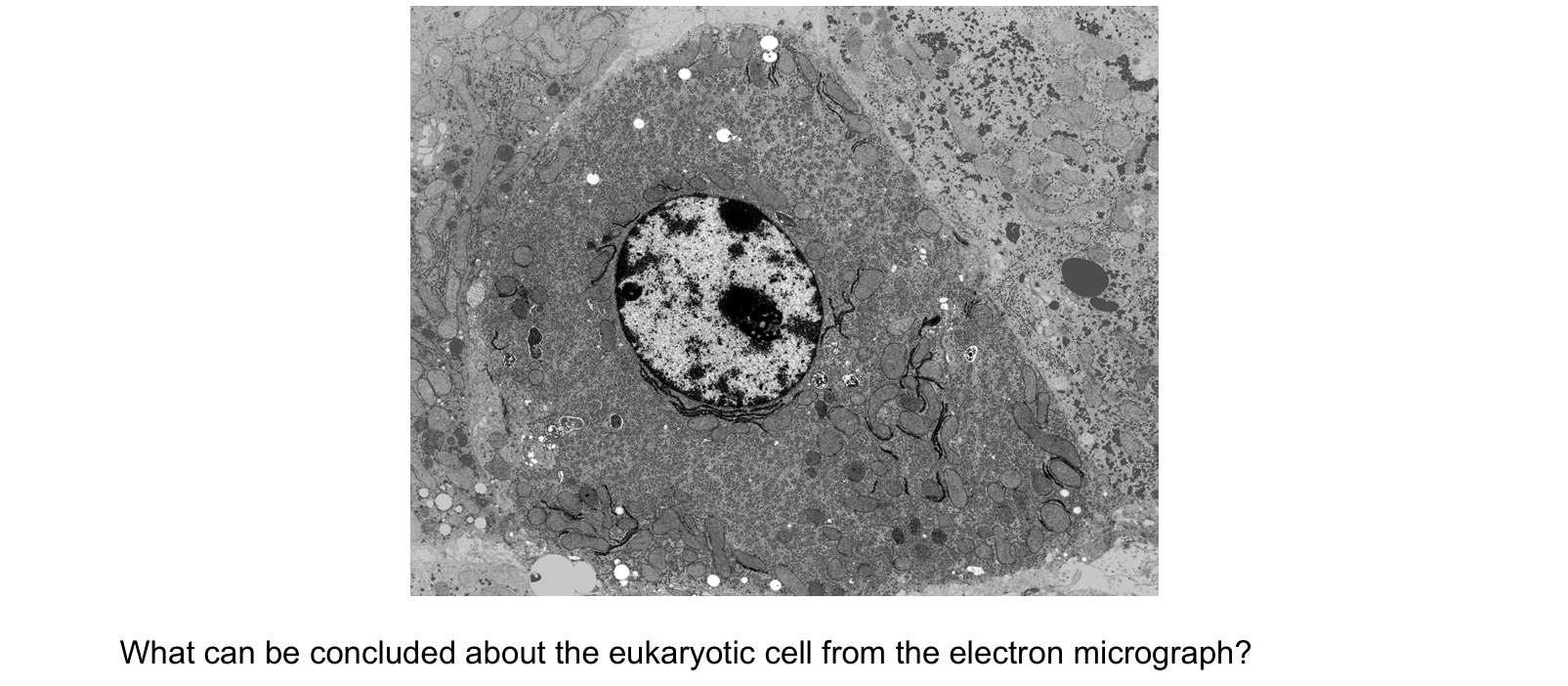Diagram from the Cambridge Biology 9700 Paper 1 May/June 2024 paper, variant 3, question 2.