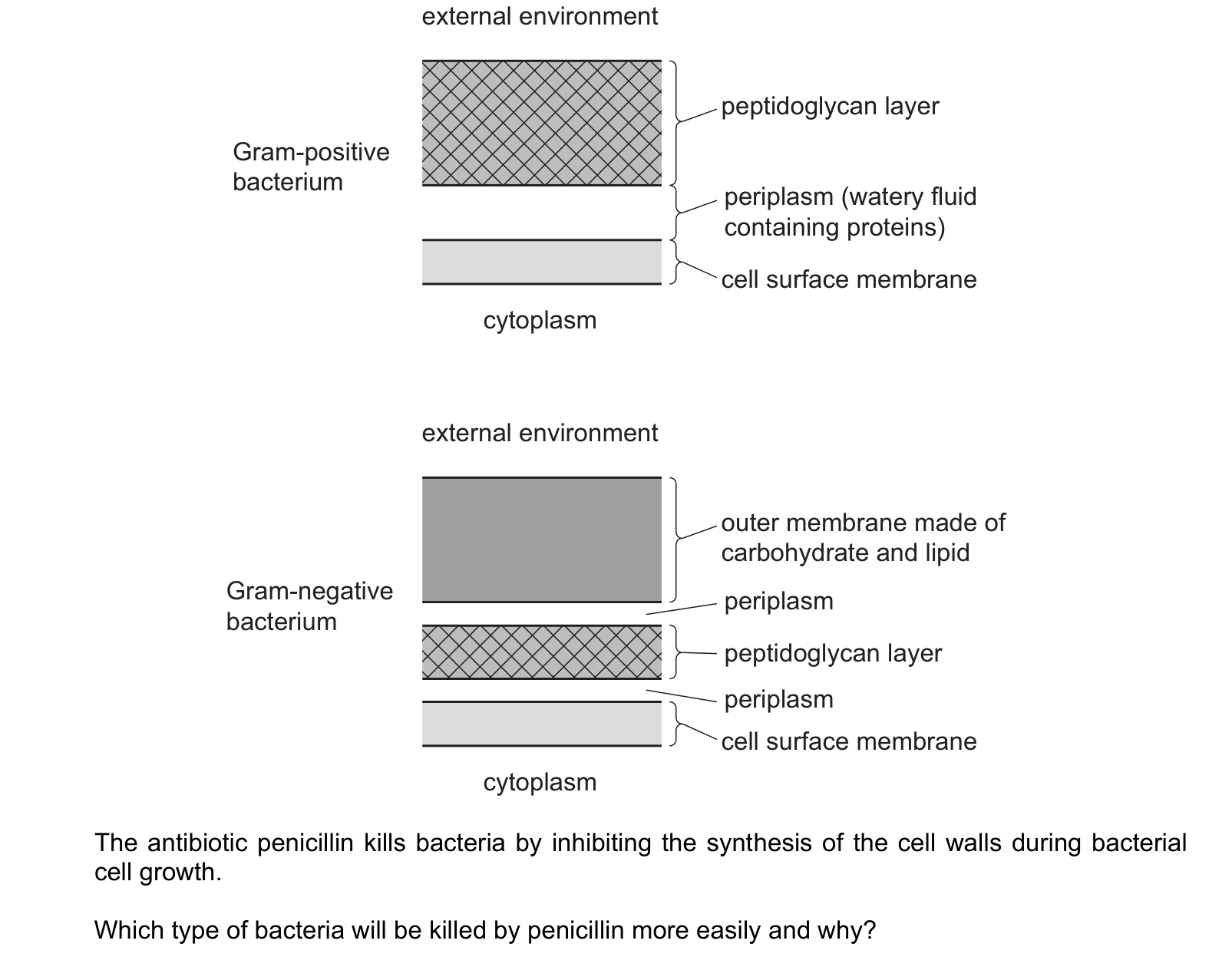 Diagram from the Cambridge Biology 9700 Paper 1 May/June 2024 paper, variant 3, question 37.