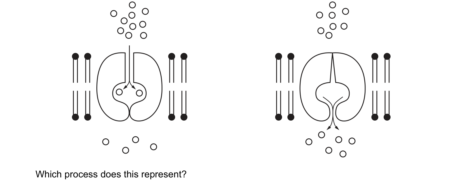 Diagram from the Cambridge Biology 9700 Paper 1 October/November 2022 paper, variant 2, question 16.