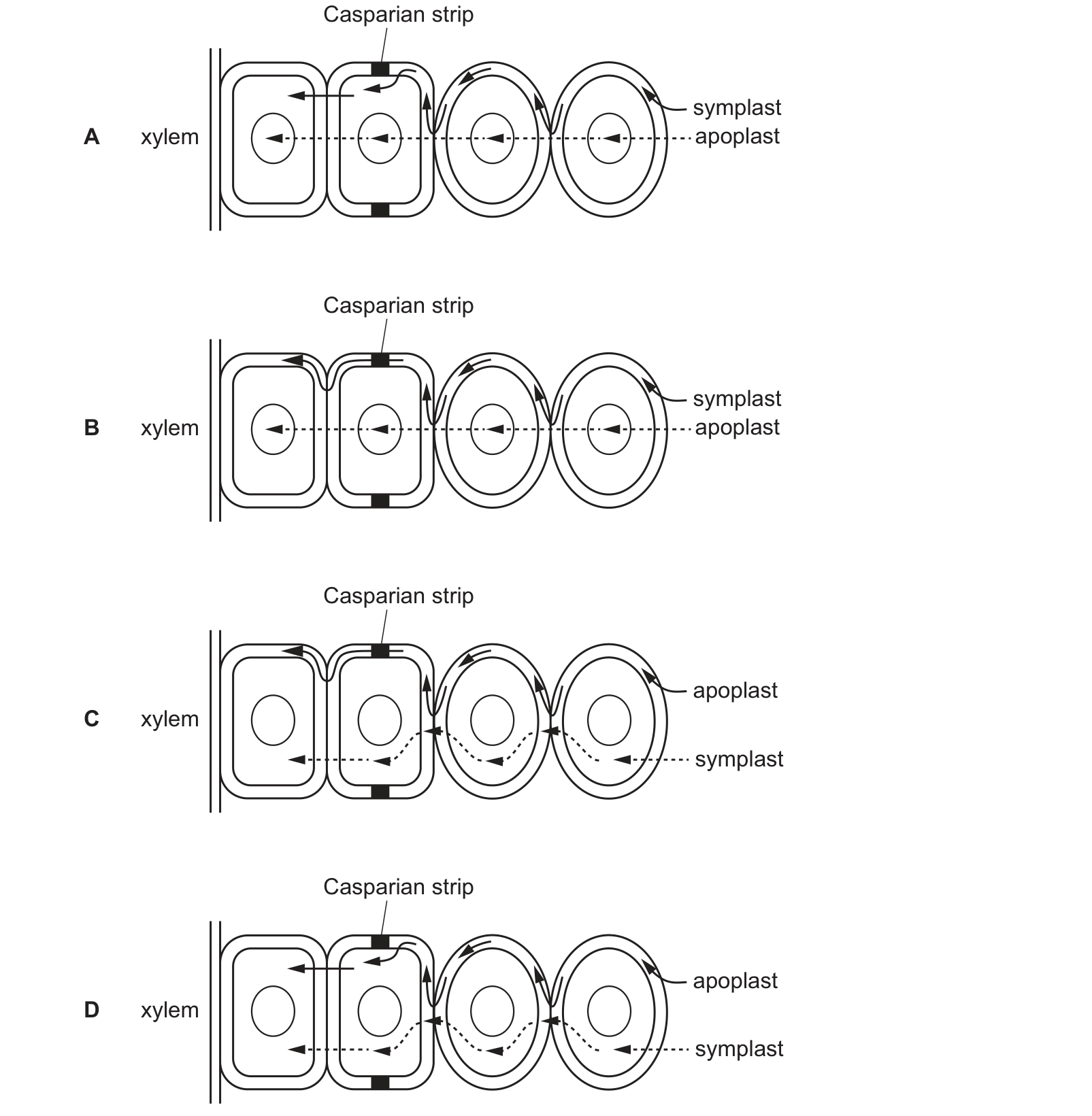 Diagram from the Cambridge Biology 9700 Paper 1 October/November 2023 paper, variant 2, question 24.
