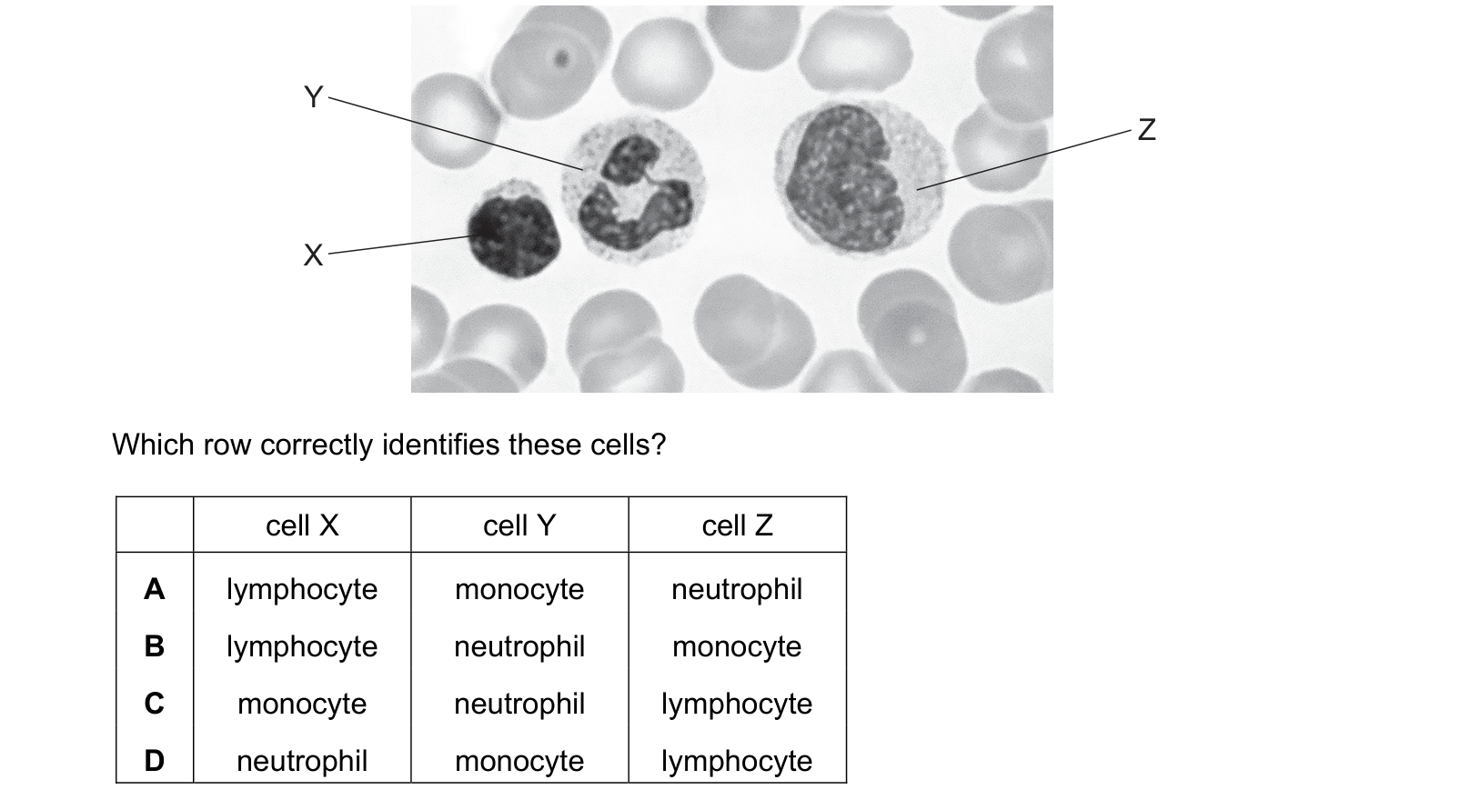 Diagram from the Cambridge Biology 9700 Paper 1 October/November 2023 paper, variant 3, question 29.