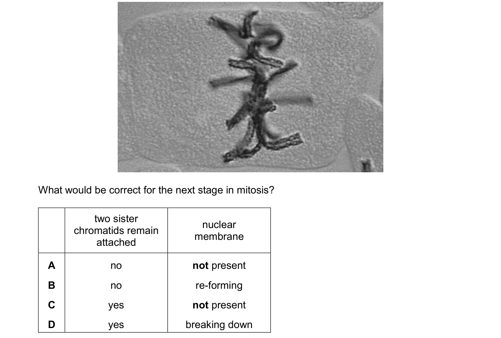 Diagram from the Cambridge Biology 9700 Paper 1 October/November 2024 paper, variant 1, question 20.