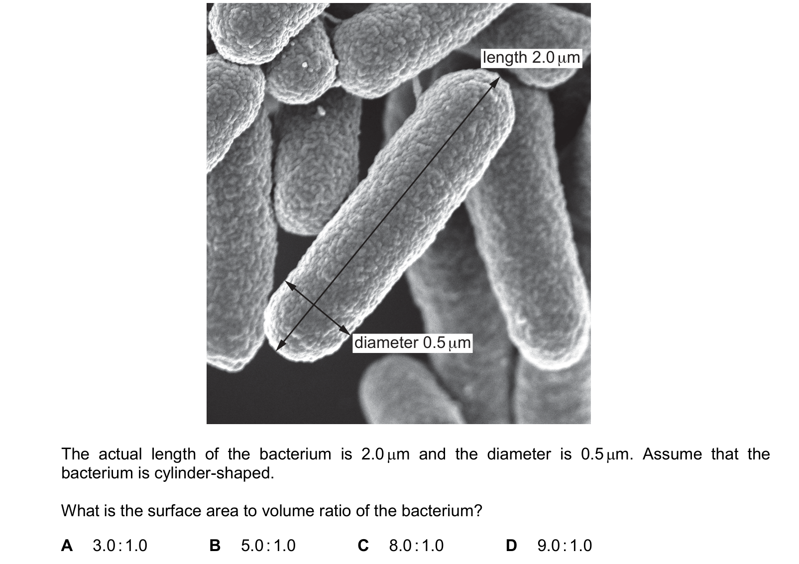 Diagram from the Cambridge Biology 9700 Paper 1 October/November 2024 paper, variant 2, question 17.