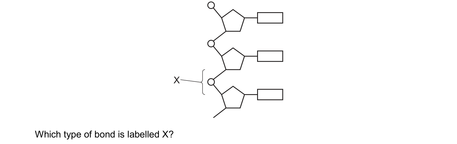 Diagram from the Cambridge Biology 9700 Paper 1 October/November 2024 paper, variant 2, question 23.
