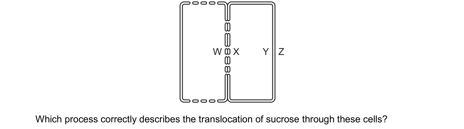 Diagram from the Cambridge Biology 9700 Paper 1 October/November 2024 paper, variant 2, question 27.