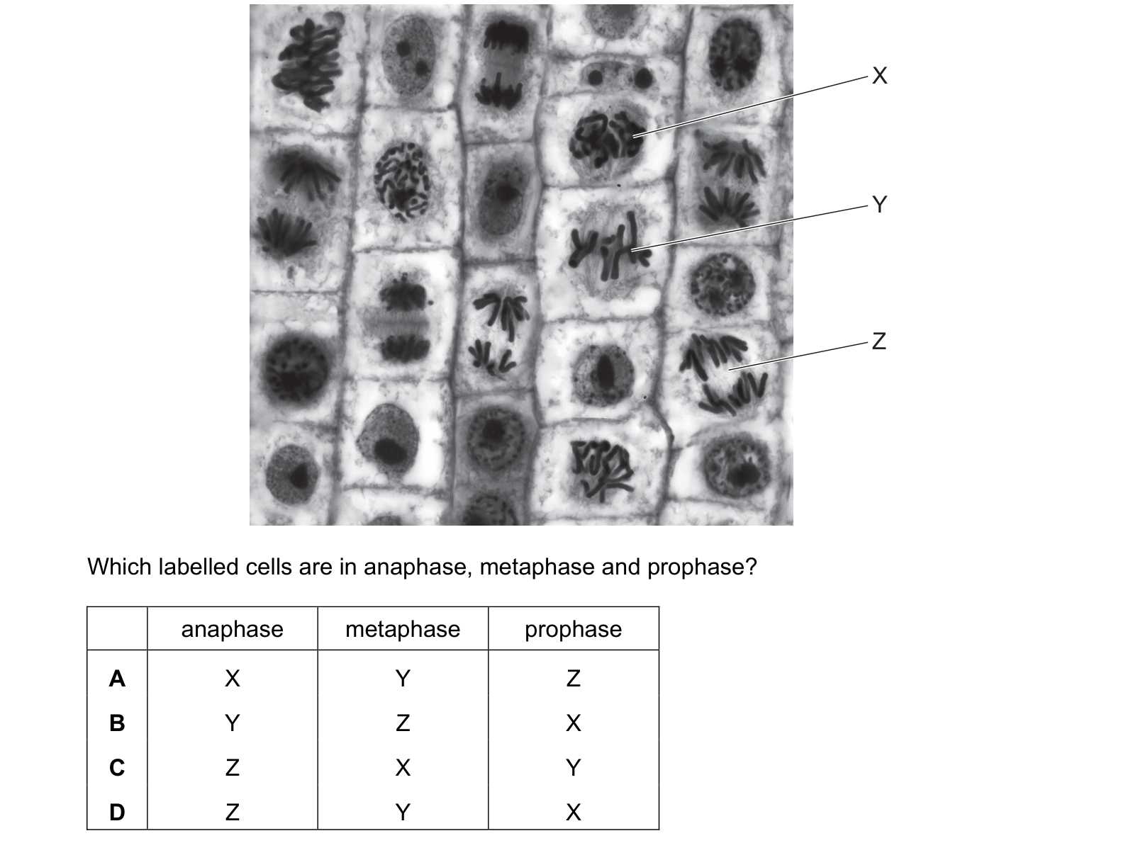 Diagram from the Cambridge Biology 9700 Paper 1 October/November 2024 paper, variant 3, question 19.