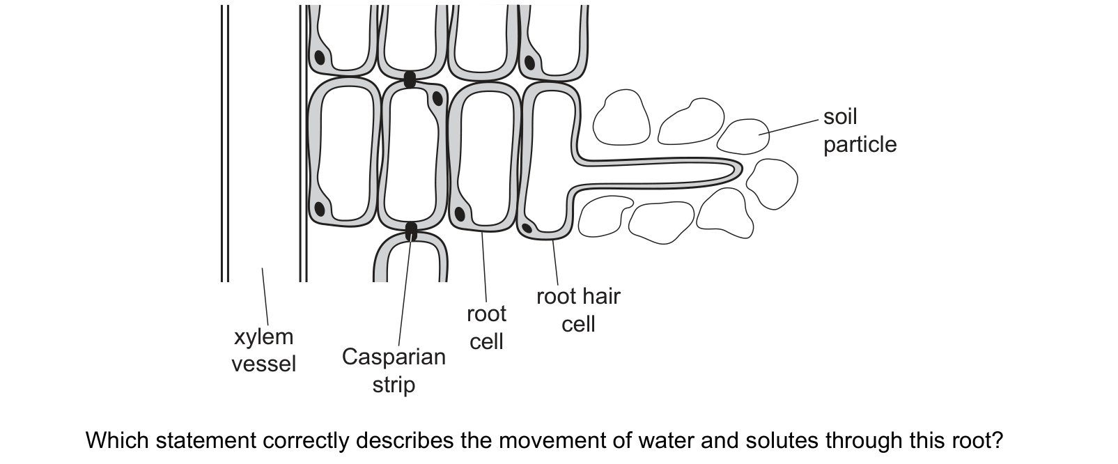 Diagram from the Cambridge Biology 9700 Paper 1 October/November 2024 paper, variant 3, question 29.