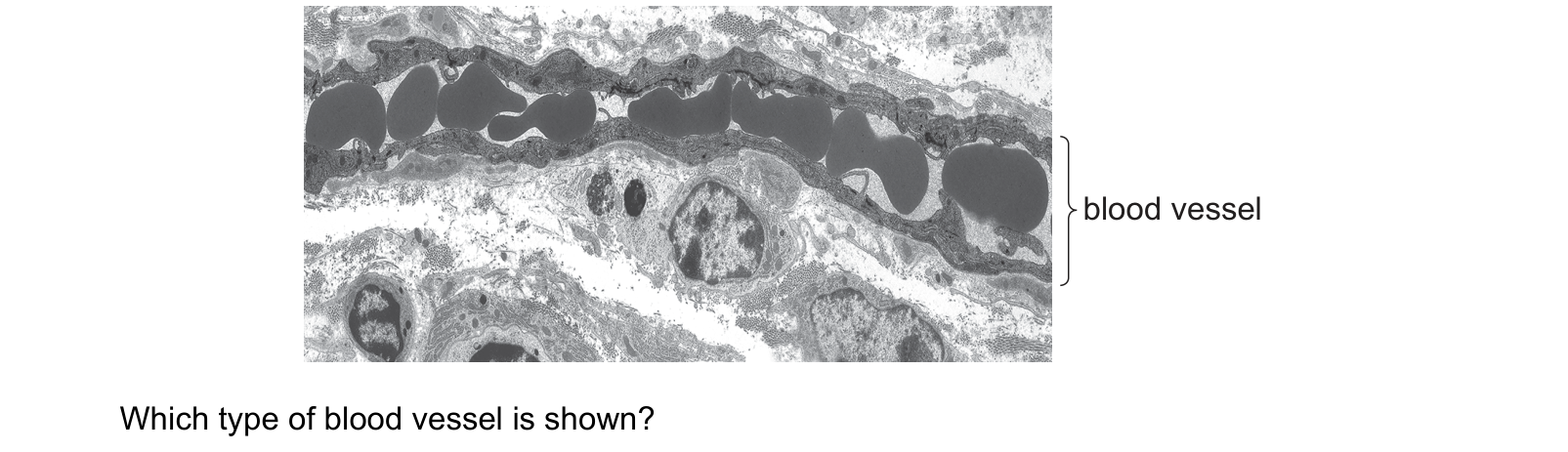 Diagram from the Cambridge Biology 9700 Paper 1 October/November 2024 paper, variant 3, question 32.